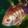 Croaker.png