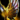 Elite's Wings of Glory.png