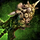 Orrian Scepter.png