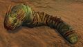 Risen Grub (different skeleton model)