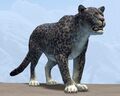 Snow Leopard