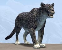 Snow Leopard.jpg