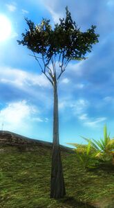 Tukawa Sapling.jpg