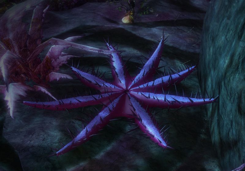 File:Branded Starfish.jpg