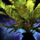 Island Fern (Large).png
