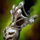 Mad Realm Torch.png