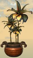 Potted Reaching Blue Fern front.jpg