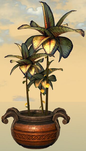 File:Potted Reaching Blue Fern front.jpg