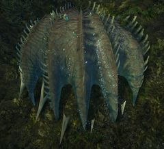 Risen Clam.jpg