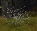 Bug Swarm.jpg