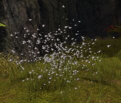Bug Swarm.jpg