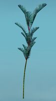 Island Fern.jpg