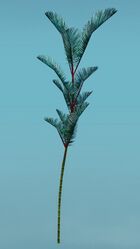 Island Fern.jpg