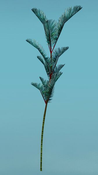 File:Island Fern.jpg