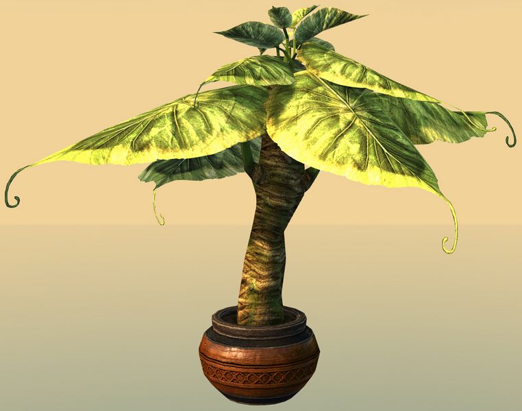 File:Potted Broad Paddlefrond side.jpg