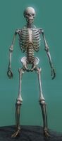 Skeleton (weaponless).jpg