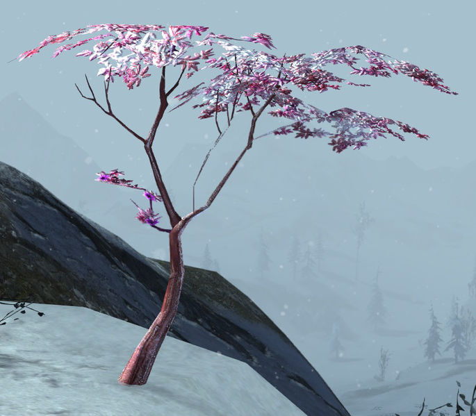 File:Snow Cherry Sapling.jpg