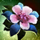 Flower Eyepatch.png