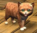 Orange Kitten.jpg
