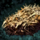 Springer Treat.png