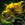 Biography Pet Fern Mastiff.png