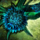 Dreamthistle Focus.png