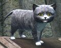 Gray Kitten.jpg