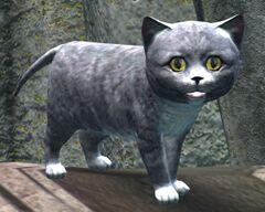 Gray Kitten.jpg