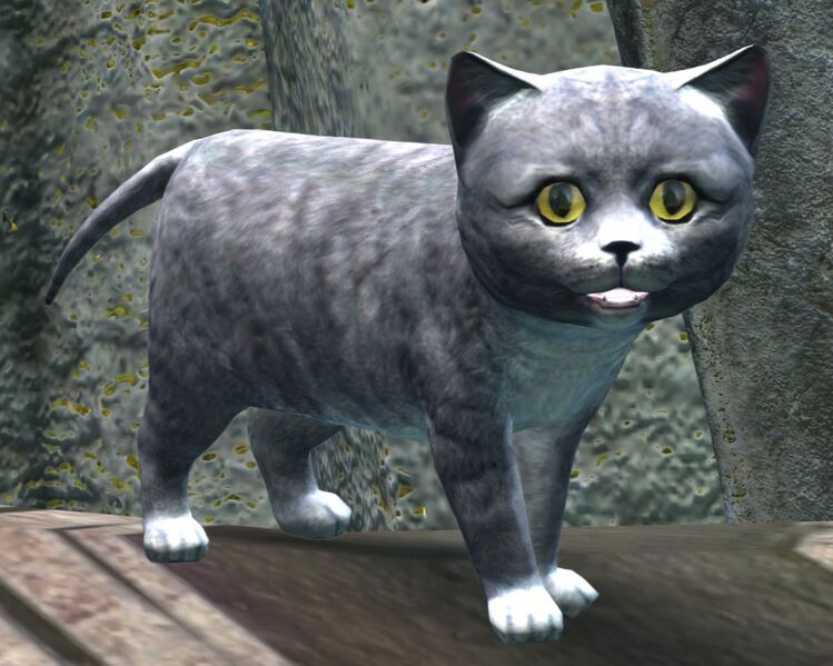 File:Gray Kitten.jpg