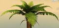 Potted Fern Tree close-up.jpg