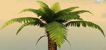 Potted Fern Tree close-up.jpg