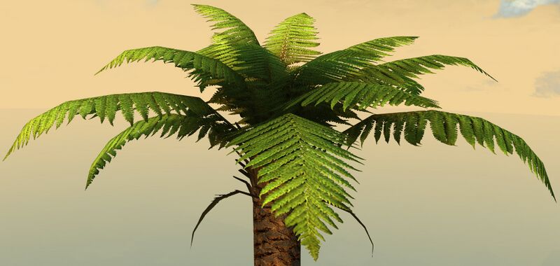 File:Potted Fern Tree close-up.jpg