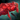 Ruby-Scaled Goatfish