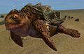 Sea Turtle.jpg