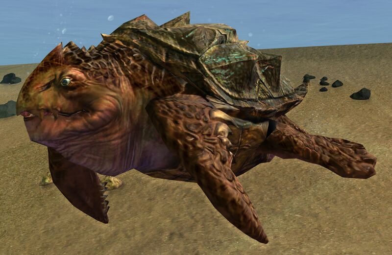 File:Sea Turtle.jpg