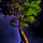 Basic Tree.png