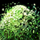 Green Wood Pulp.png