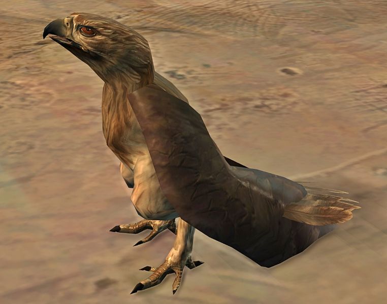 File:Hawk.jpg