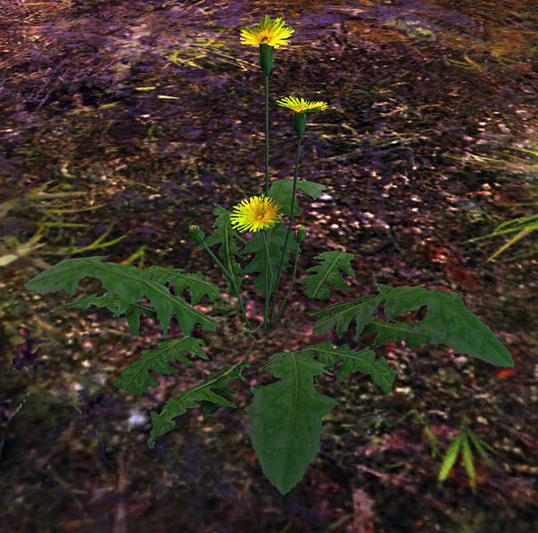 File:Lovely Dandelion (object).jpg