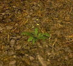 Peculiar Yellow Flower.jpg