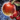 Plump Winterberry