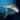 Striped Barracuda