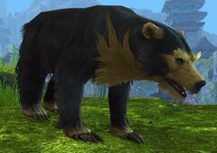 Sun Bear.jpg