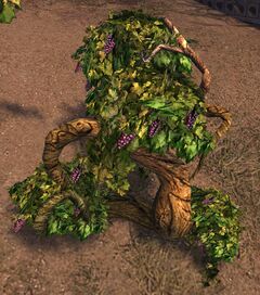 Vabbian Heirloom Grapes.jpg