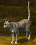 Cat (gray).jpg