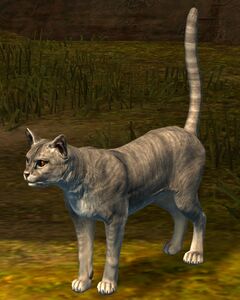 Cat (gray).jpg