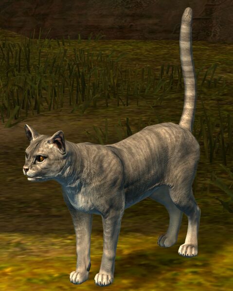 File:Cat (gray).jpg