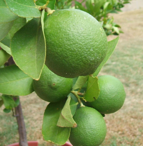 File:User Shard lime.jpg