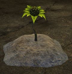 Volatile Blossom.jpg