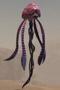 Wind Rider.jpg